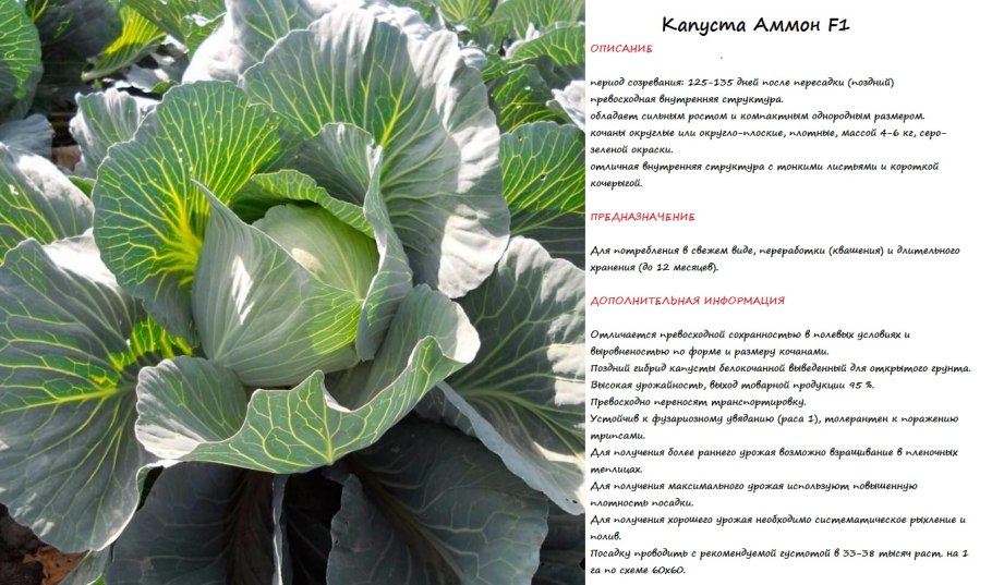 Капуста Дюма