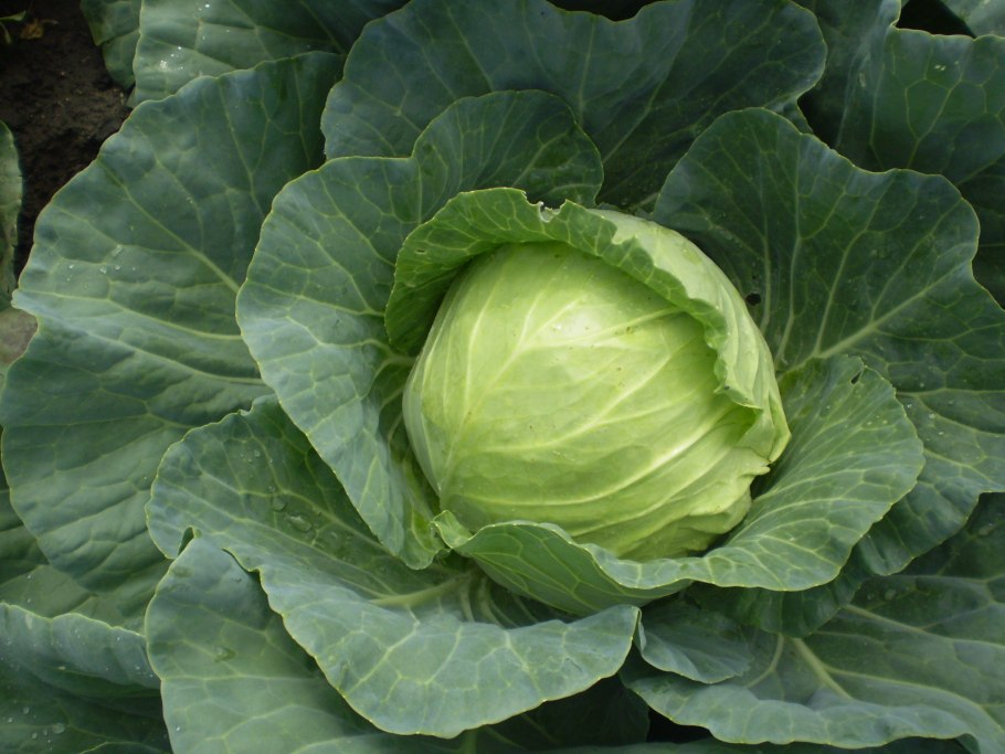 Капуста белокочанная Амтрак