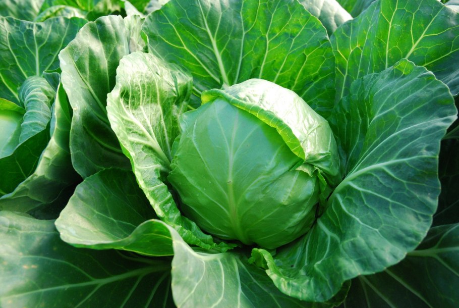 Капуста Слава Грибовская 231