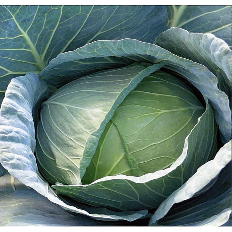 Капуста белокочанная галакси f1