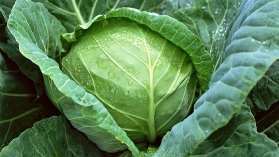 Семена Гавриш Sakata капуста белокочанная Грин бой f1 20 шт.