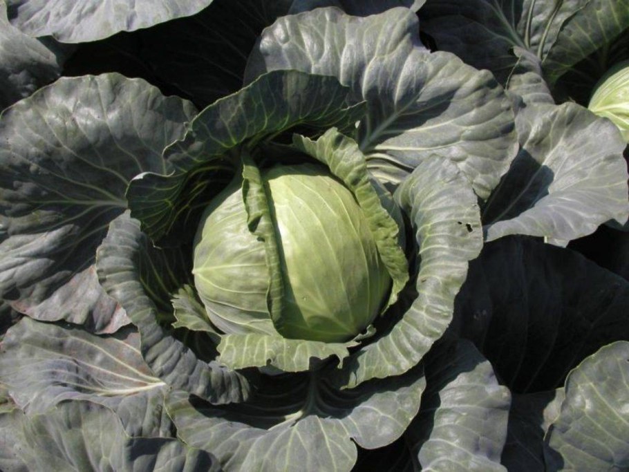 Капуста белокочанная сахарная голова