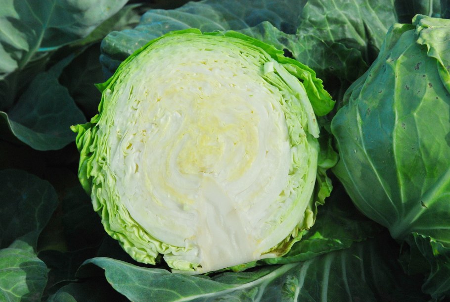 Капуста Аллигатор