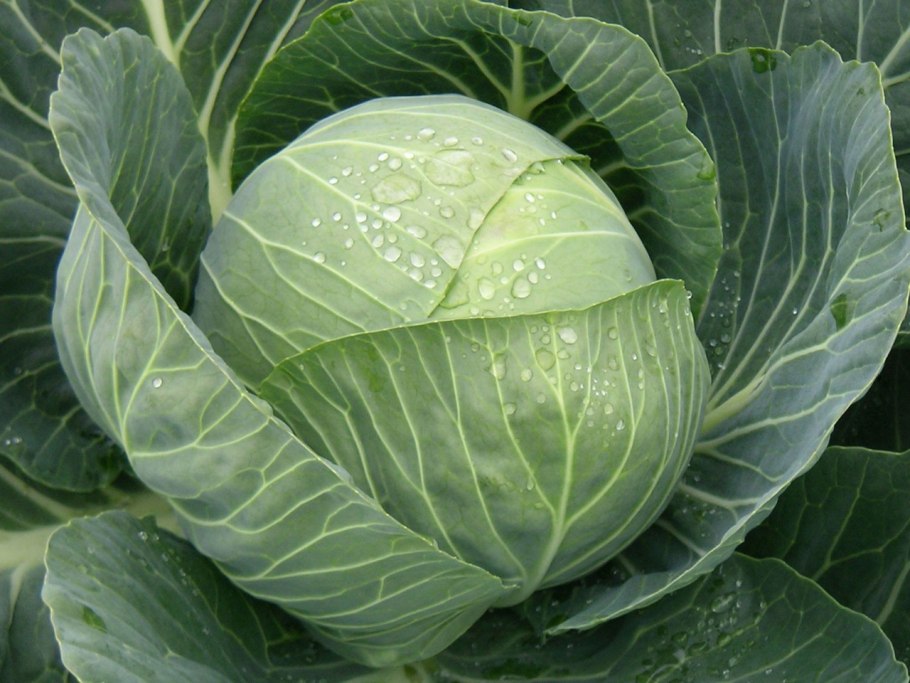 Капуста Тобия f1