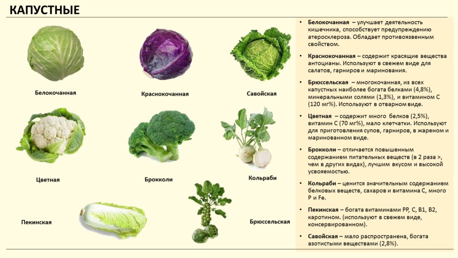 Капустная диета