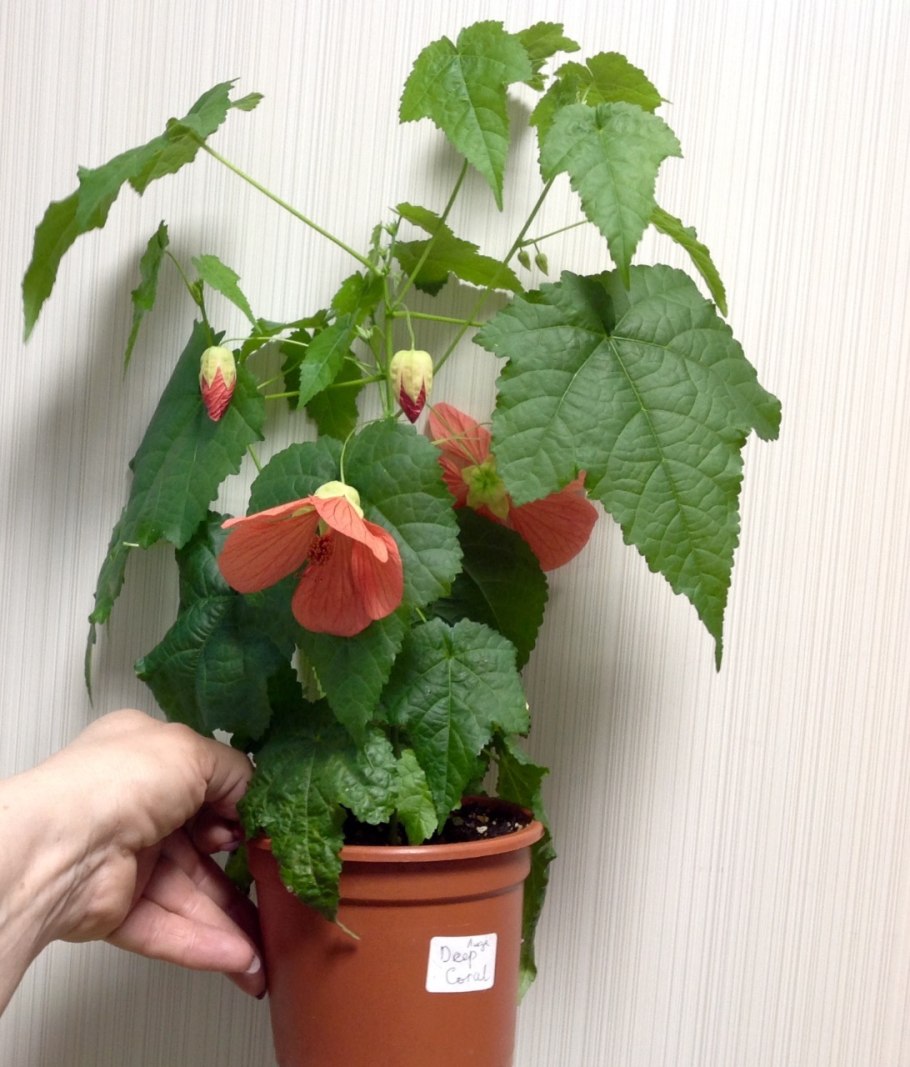 Ваши.растения!