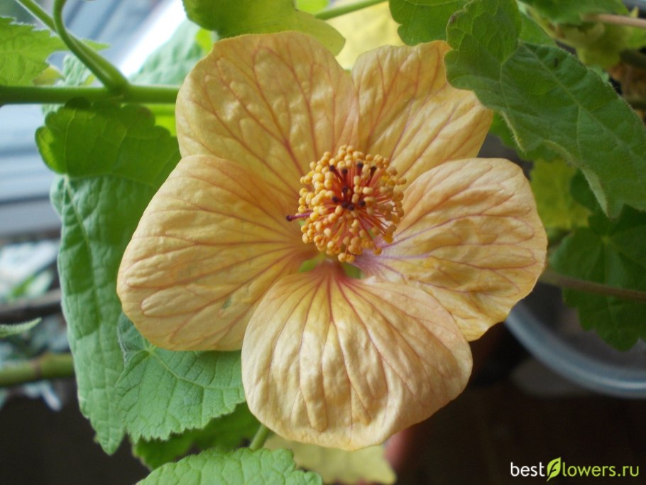 Абутилон Пьер