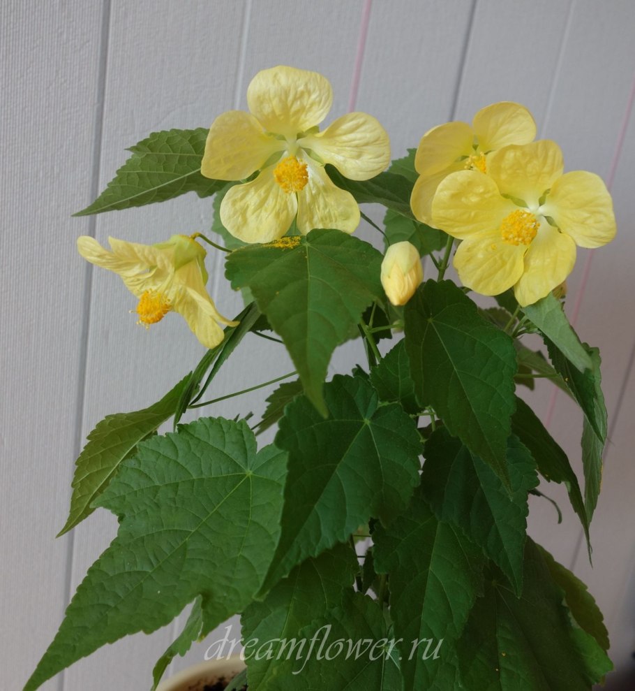 Абутилон желтый Лютик