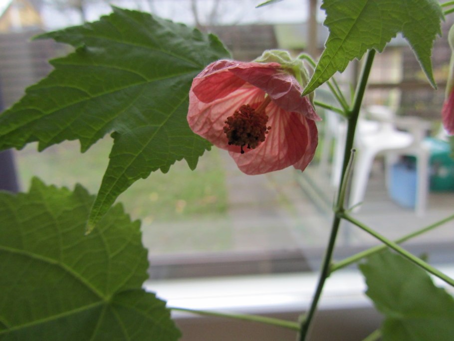 Абутилон Белла ред