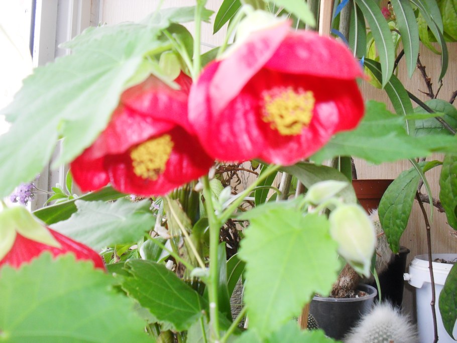 Абутилон комнатный клен