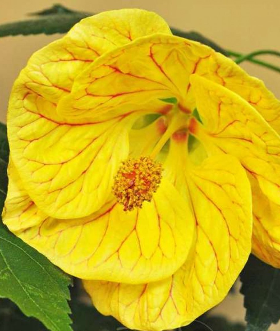 Абутилон махровый желтый