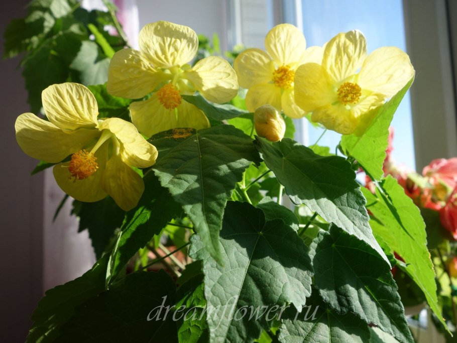 Абутилон желтый Лютик