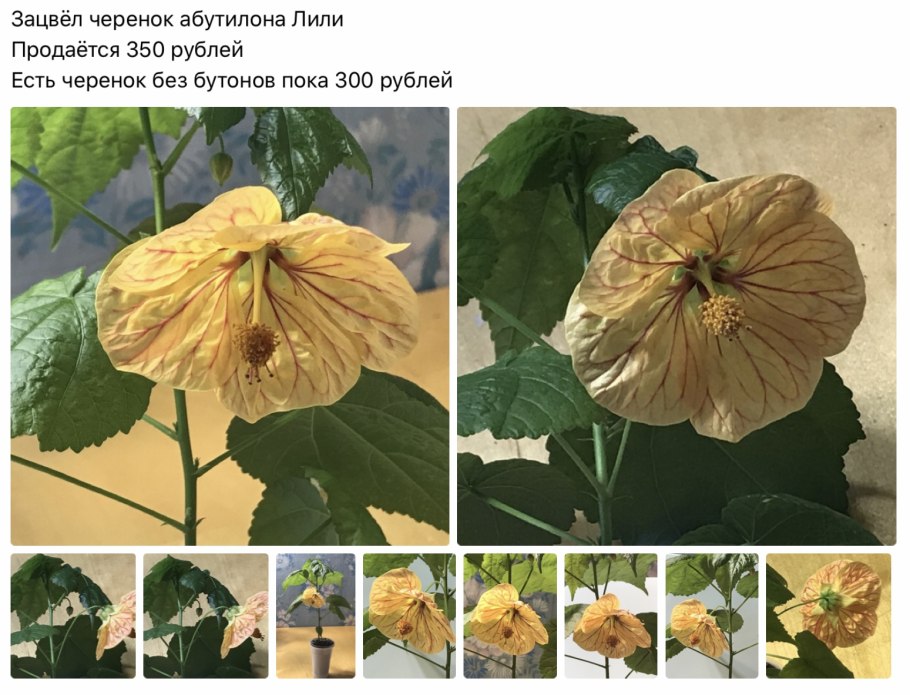 Абутилон Аурум