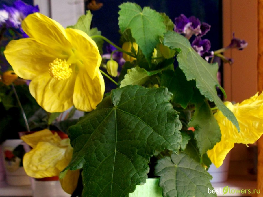 Абутилон розовое суфле фото