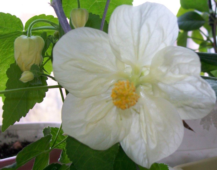 Абутилон полосатый