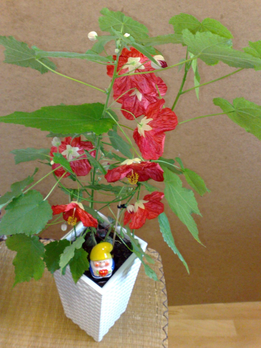 Абутилон виноградный