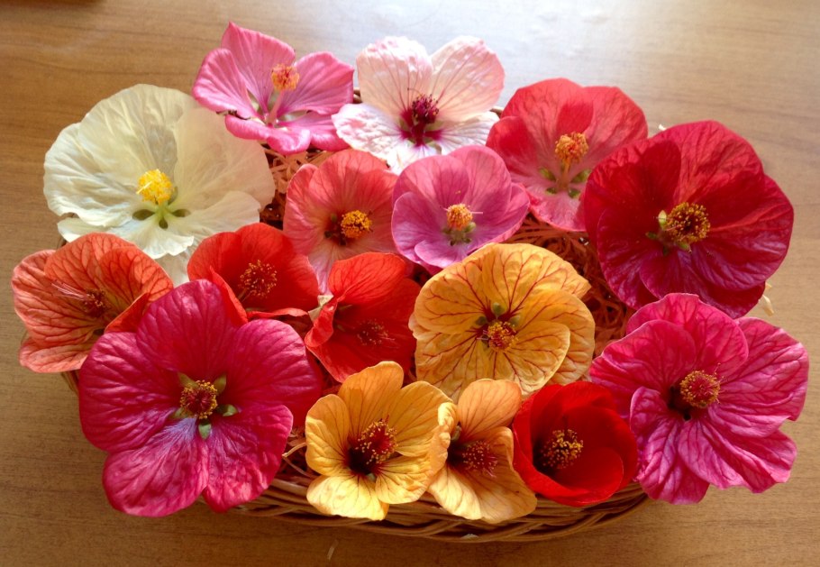 Абутилон мраморный