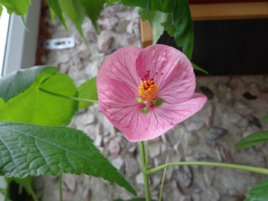 Абутилон желтый