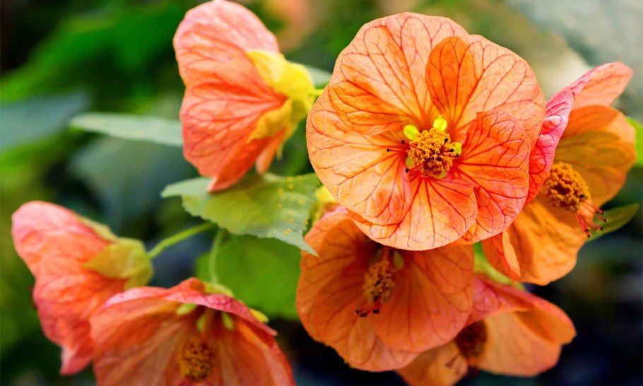 Абутилон гибридный "Аэлита"