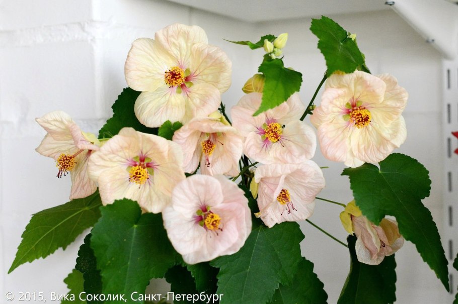 Абутилон желтый