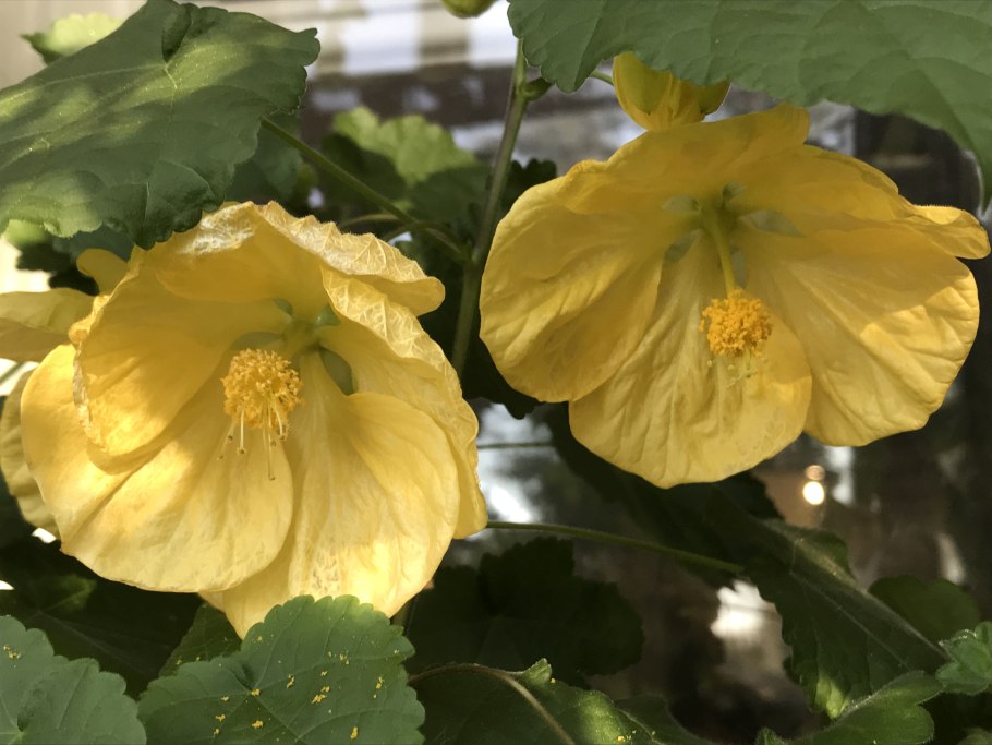 Абутилон Белла Еллоу