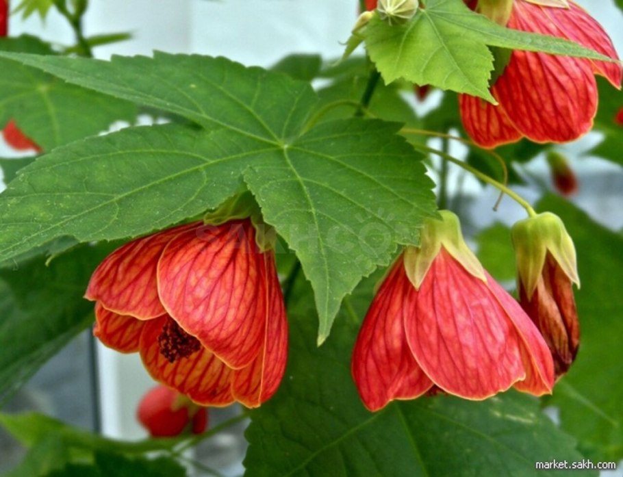 Abutilon Canary Bird