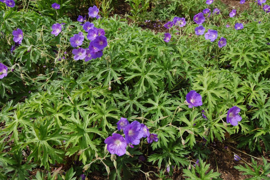 Герань Geranium Orion