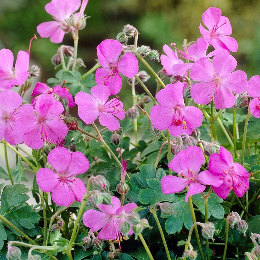 Герань гибридная/Geranium x hybridum `Rozanne`