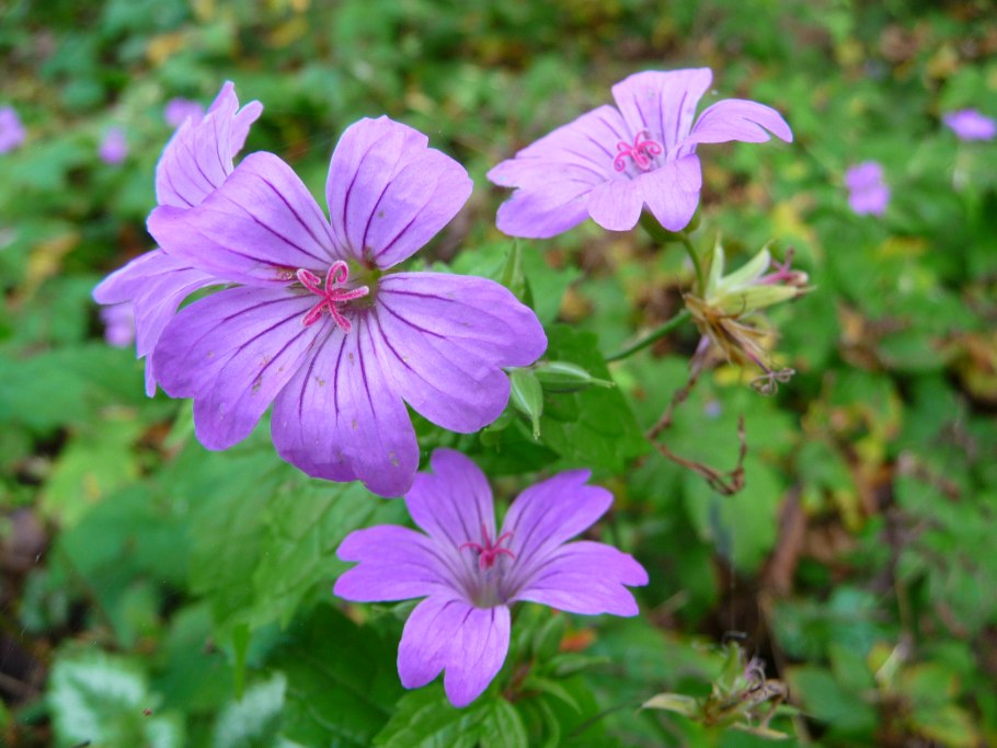 Герань гибридная Brookside Geranium hybride Brookside