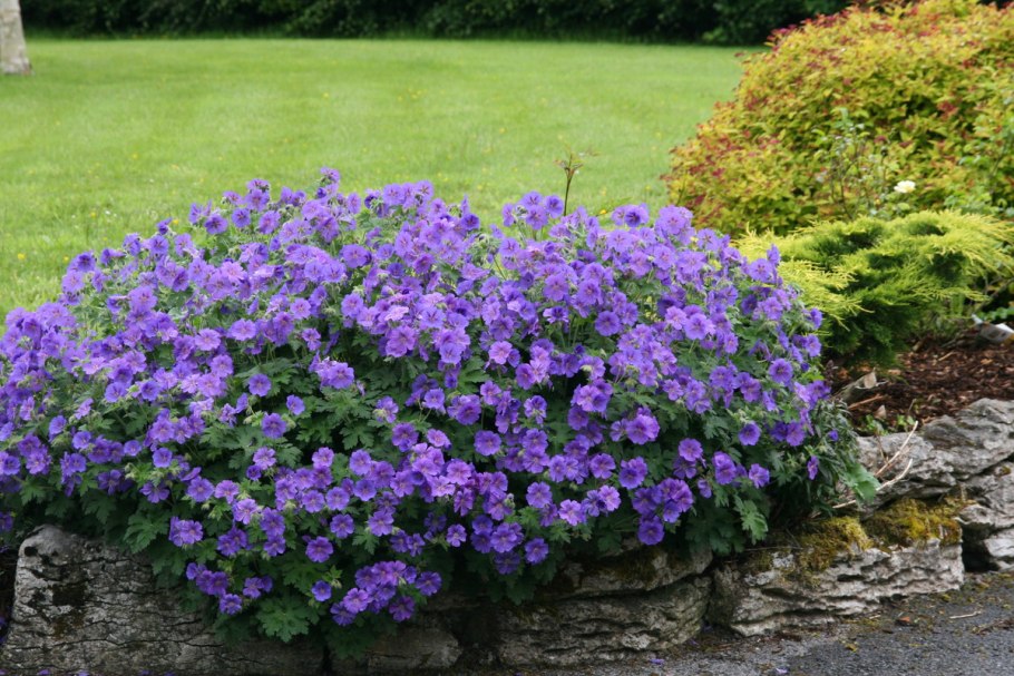Герань великолепная (Geranium Magnificum)