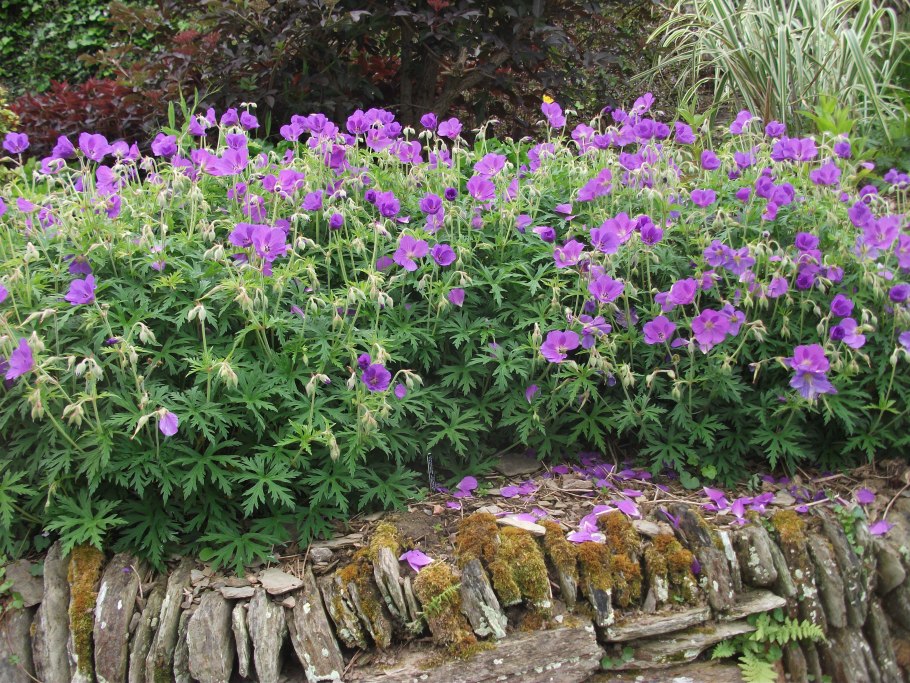 Geranium clarkei Kashmir Purple