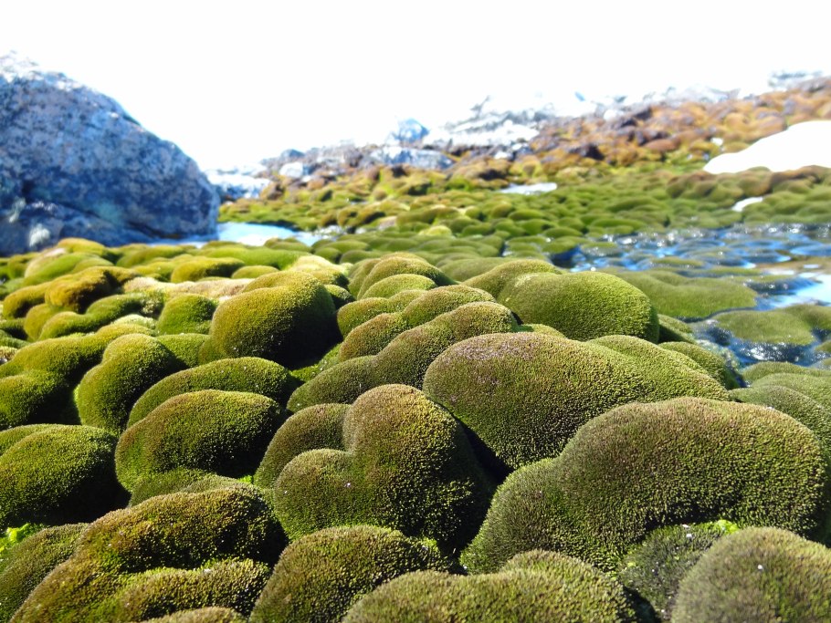 Мхи лишайники водоросли в Антарктиде