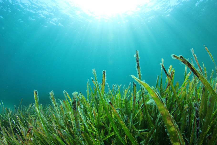 Chlorophyta водоросли