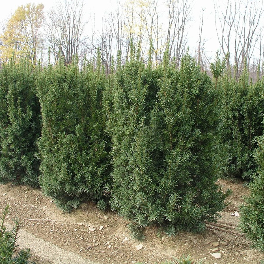 Тис средний Хикси (Taxus Media Hicksii)