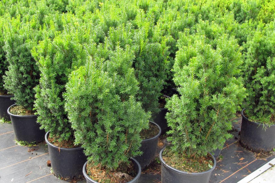 Taxus sumatrana
