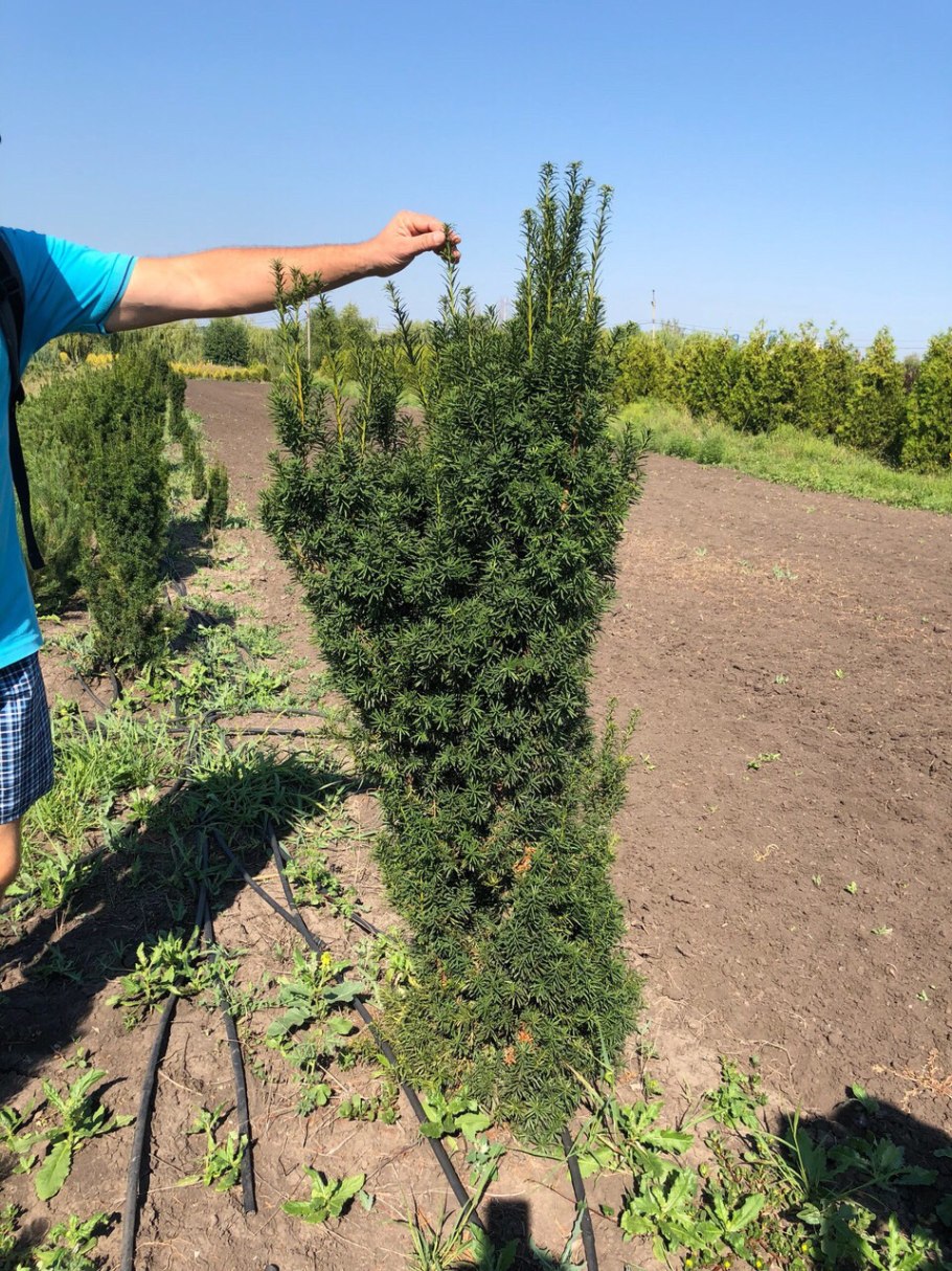 Тисс Taxus Media Hillii