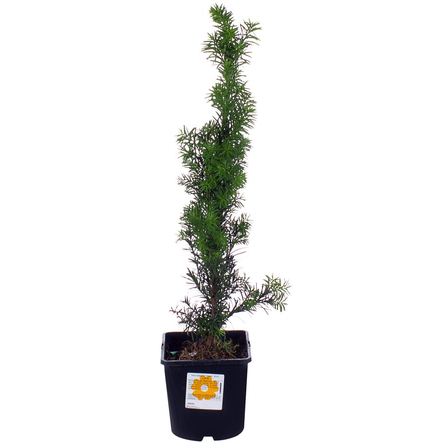 Тисс средний Hillii