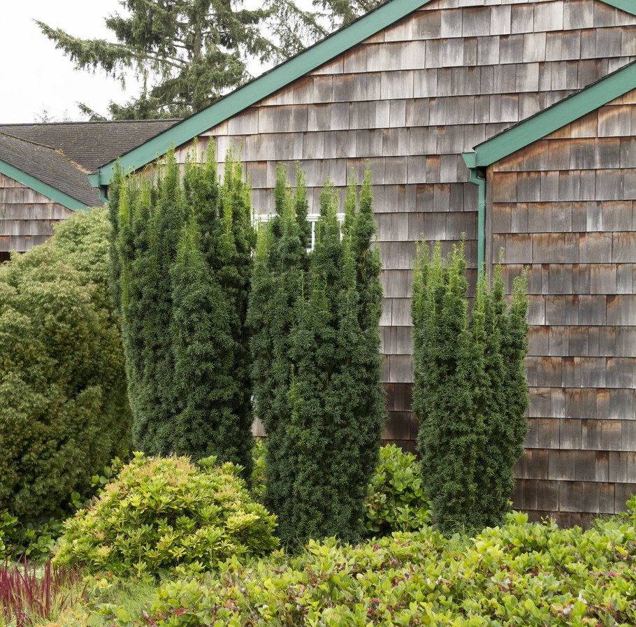 Тисс средний Хикси