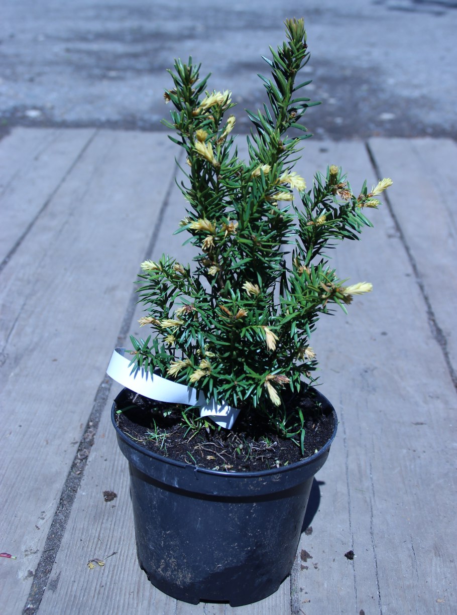 Тисс Taxus Media Hillii
