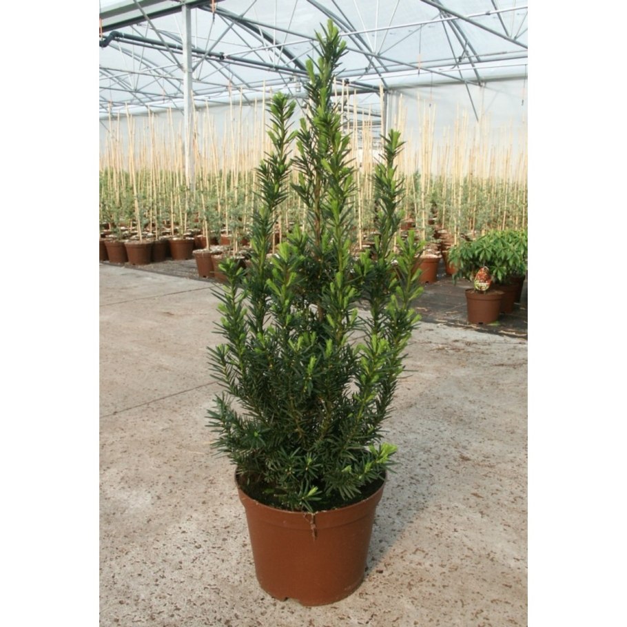 Тис Taxus Media Hillii