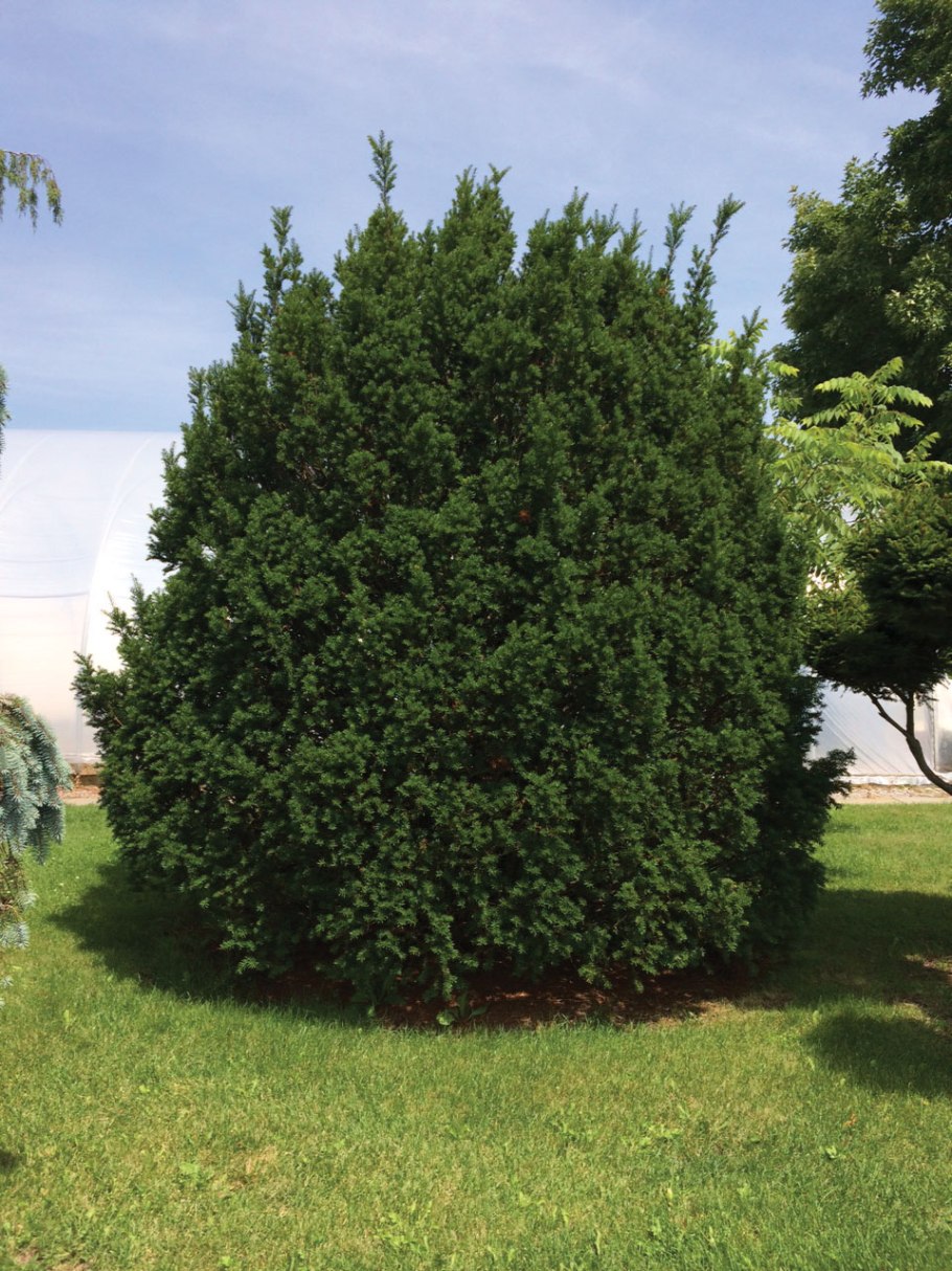 Тис средний Hicksii