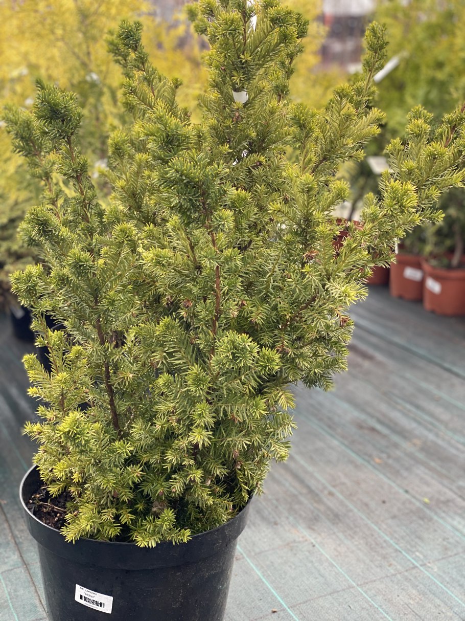 Тисс Media Hicksii