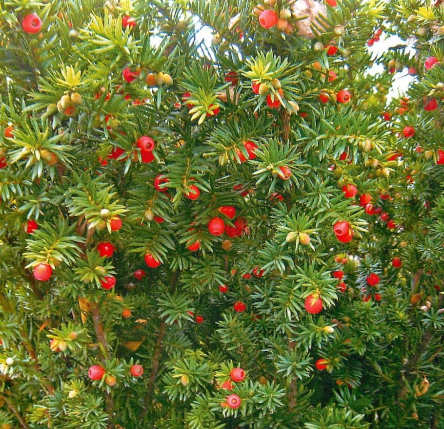 Тис средний Taxus Media Groenland