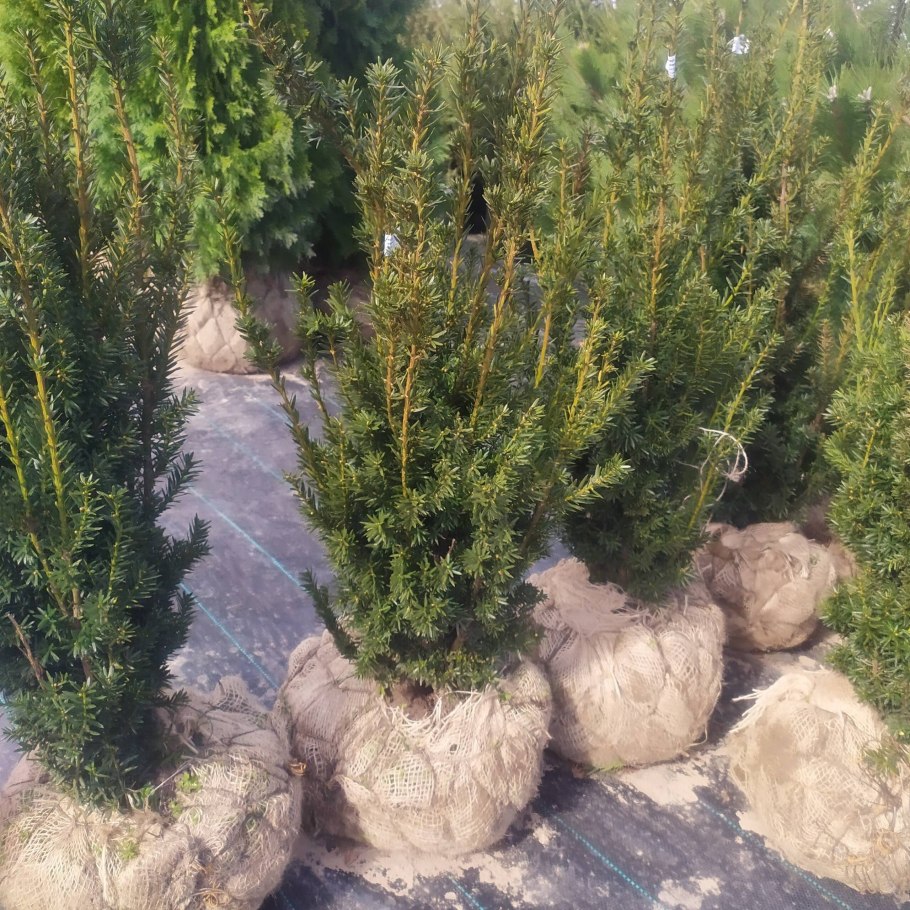 Тисс средний Хикси