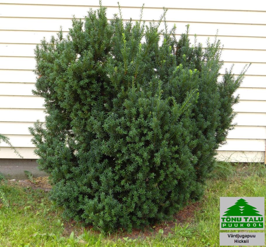 Тисс средний Hicksii