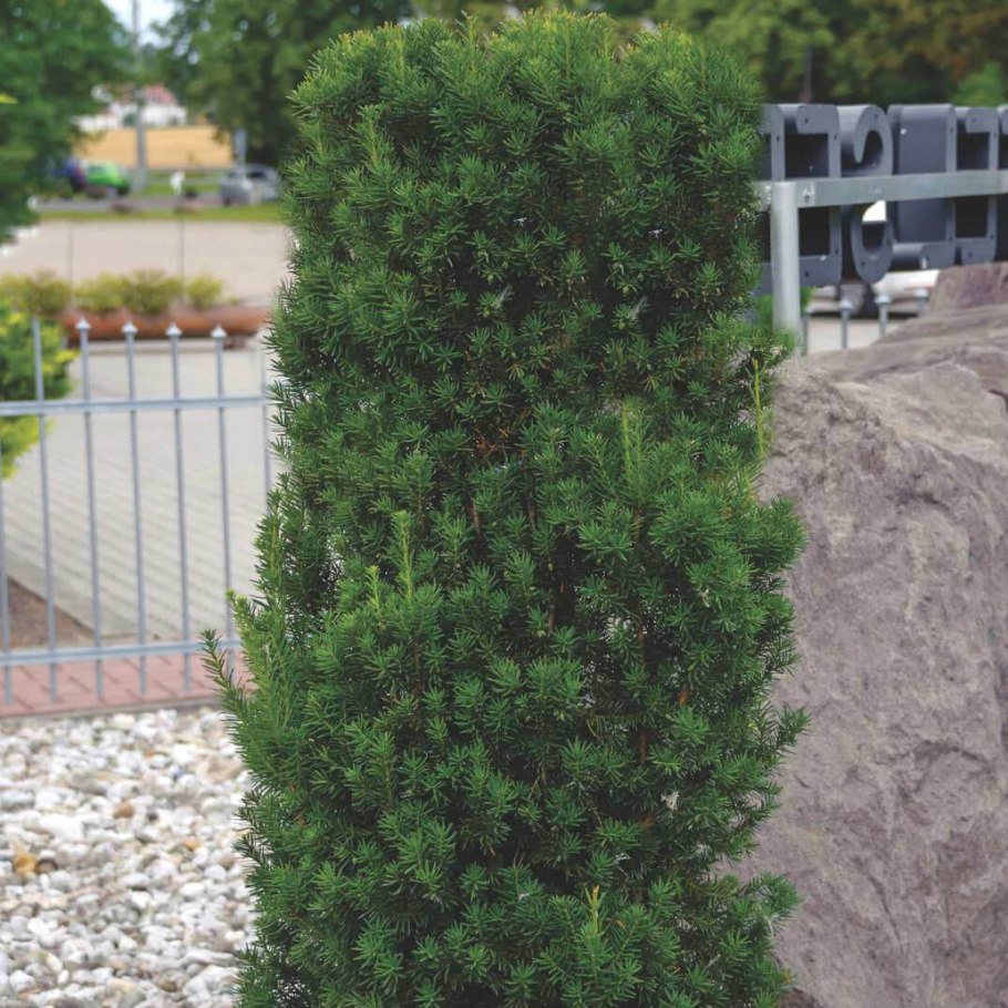 Тис средний Хикси (Taxus Media Hicksii)