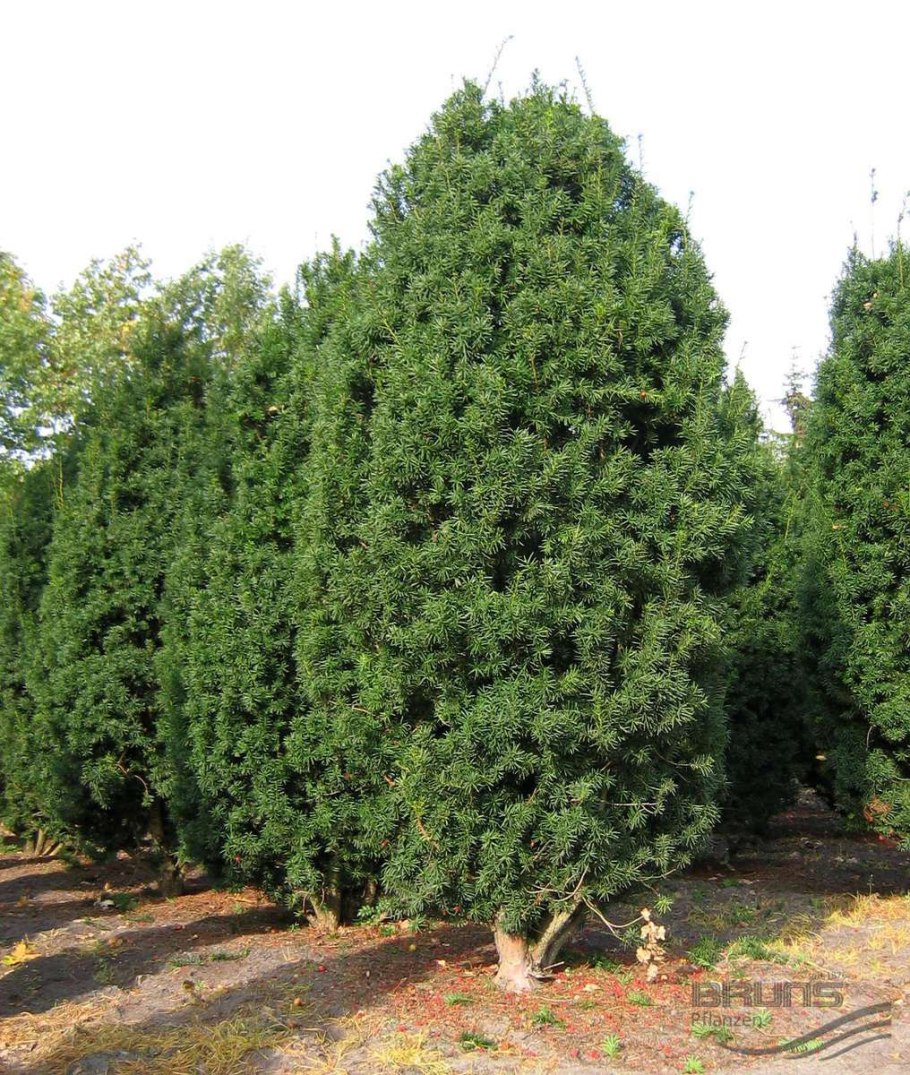 Тис средний Hicksii