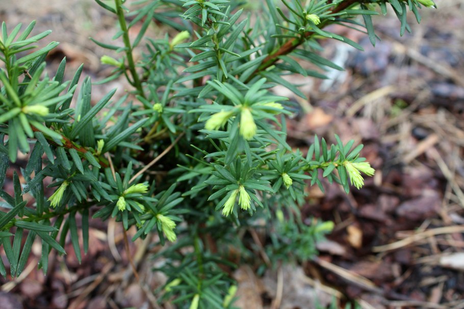 Тис средний (Taxus Media "Hicksii")*