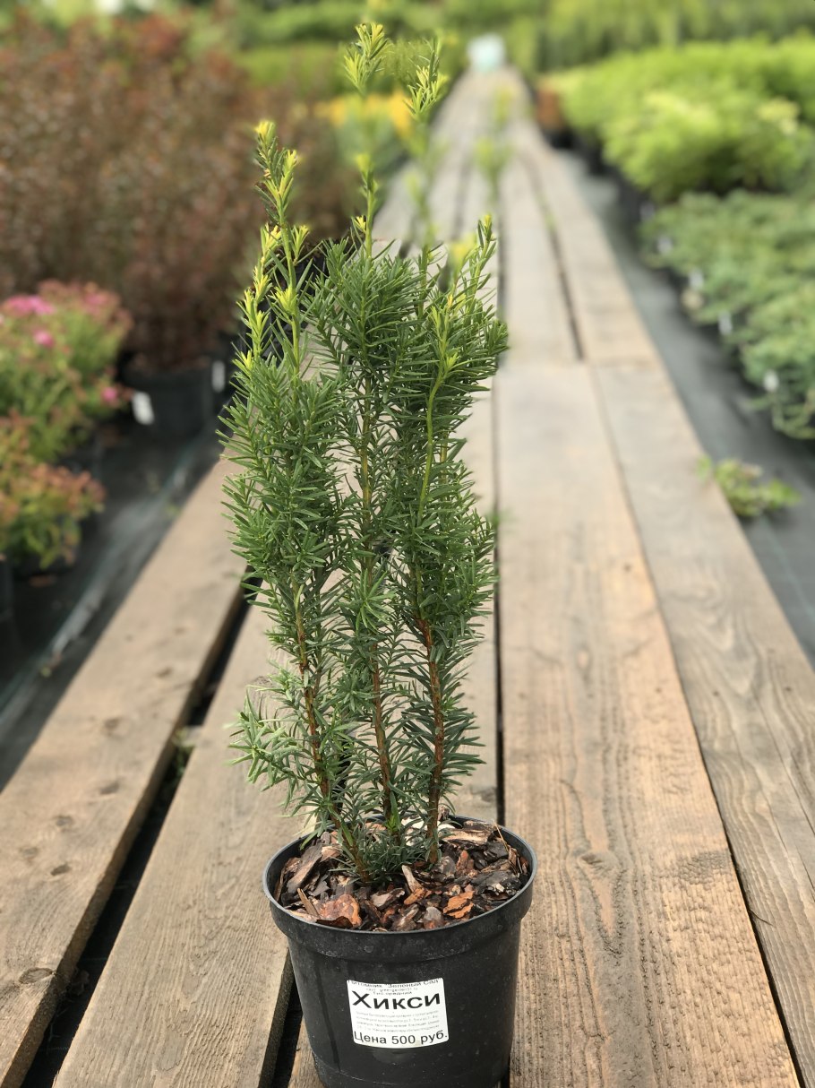 Саженцы Тисс средний Хикси