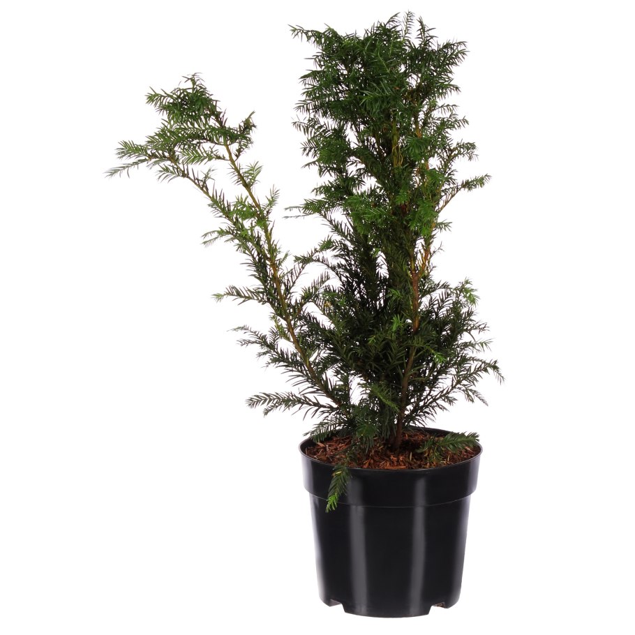 Тисс средний хикси